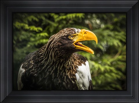Framed Steller Eagle 7B Print