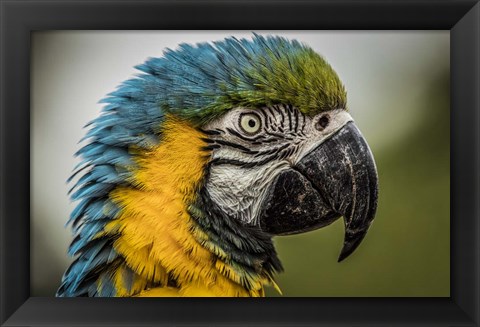 Framed Blue Ara Parrot Print