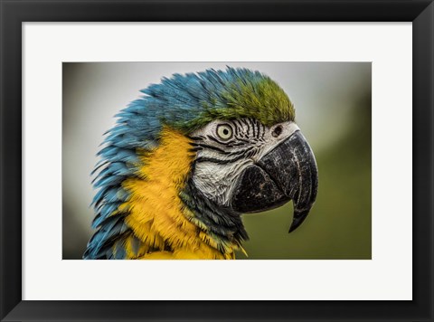 Framed Blue Ara Parrot Print