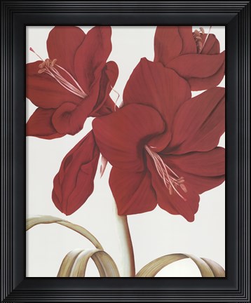 Framed Amaryllis I Print