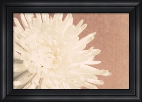 Framed Blush Burst I Print