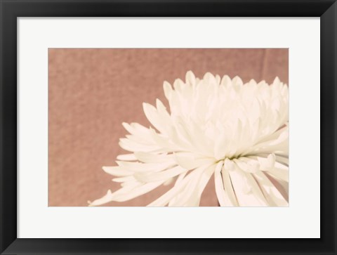 Framed Blush Burst II Print