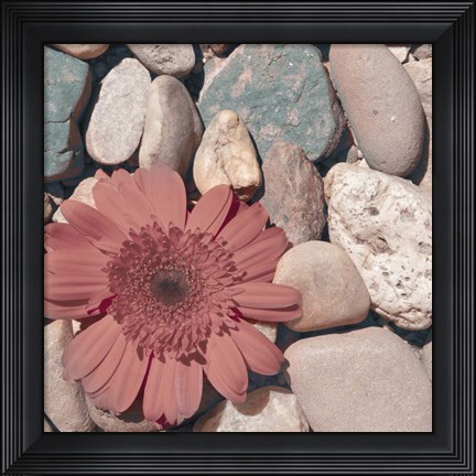Framed Stone Crop I Print