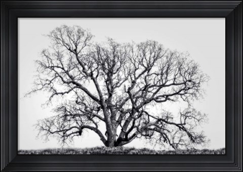 Framed Grand Oak Tree I Print