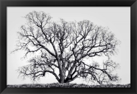 Framed Grand Oak Tree I Print