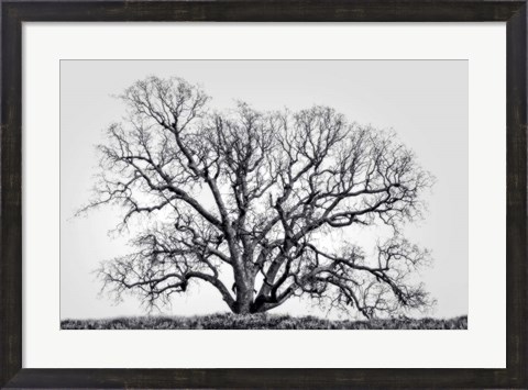 Framed Grand Oak Tree I Print