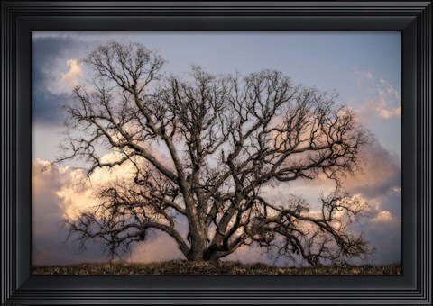 Framed Grand Oak Tree II Print