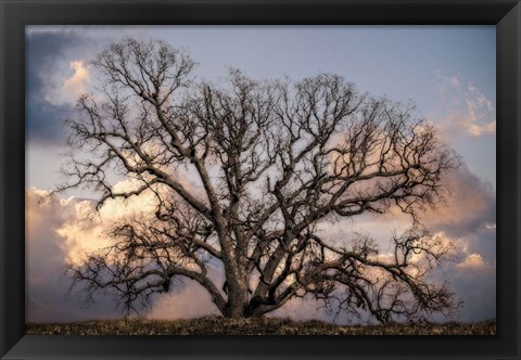 Framed Grand Oak Tree II Print