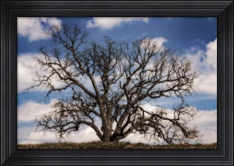 Framed Grand Oak Tree III Print