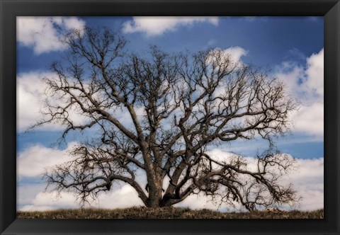 Framed Grand Oak Tree III Print