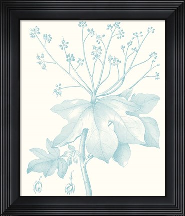 Framed Botanical Study in Spa I Print