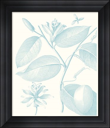 Framed Botanical Study in Spa III Print