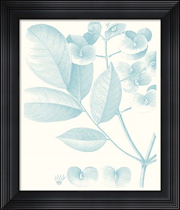 Framed Botanical Study in Spa V Print