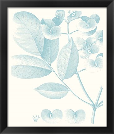 Framed Botanical Study in Spa V Print