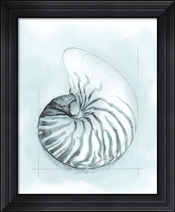 Framed Coastal Shell Schematic II Print