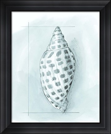 Framed Coastal Shell Schematic IV Print