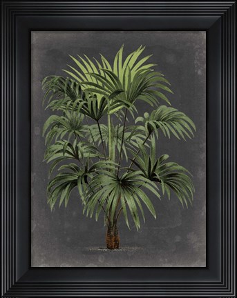 Framed Dramatic Palm I Print