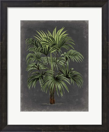 Framed Dramatic Palm I Print