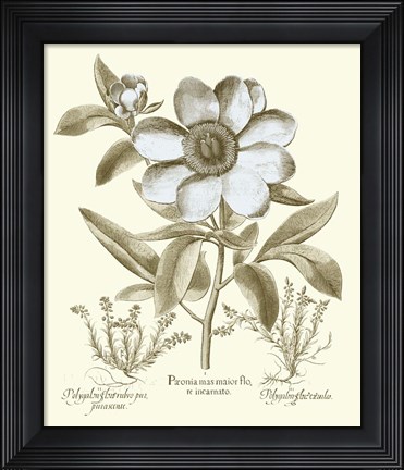 Framed Spa Peonies I Print