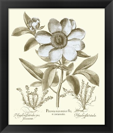 Framed Spa Peonies I Print