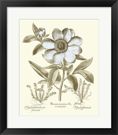 Framed Spa Peonies I Print