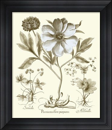 Framed Spa Peonies II Print