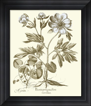 Framed Spa Peonies III Print