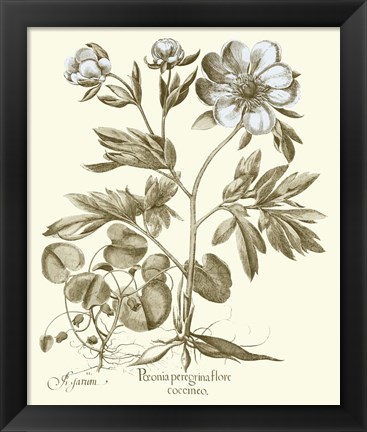 Framed Spa Peonies III Print