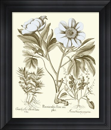 Framed Spa Peonies IV Print