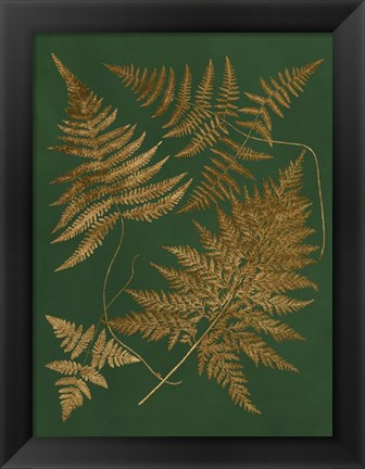 Framed Gilded Ferns II Print