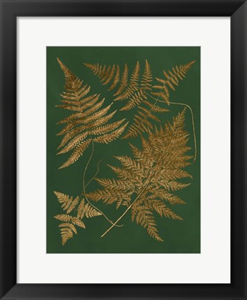 Framed Gilded Ferns II Print