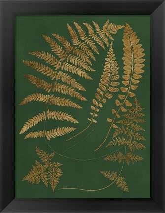 Framed Gilded Ferns III Print