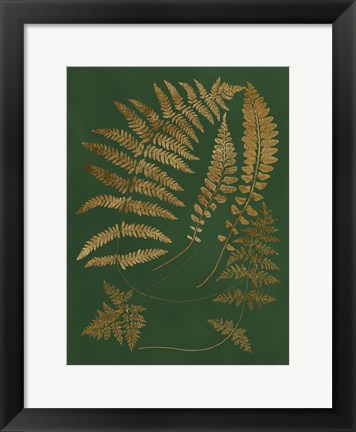 Framed Gilded Ferns III Print