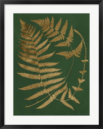 Framed Gilded Ferns IV Print