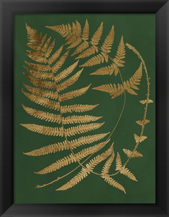 Framed Gilded Ferns IV Print