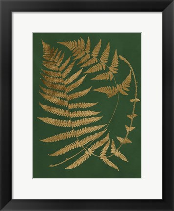 Framed Gilded Ferns IV Print