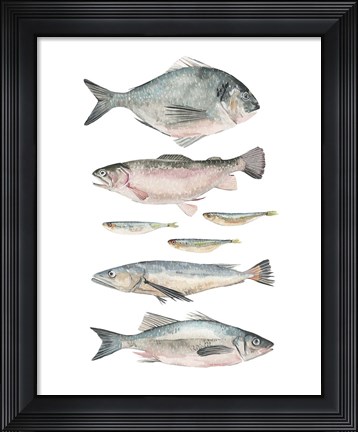 Framed Fish Composition II Print