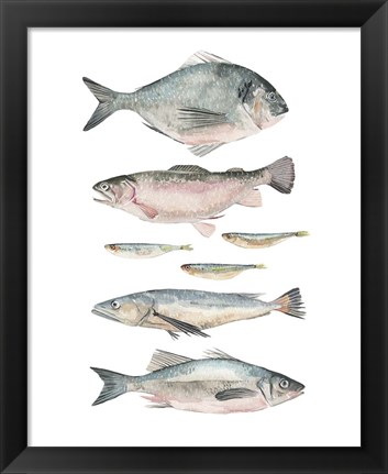 Framed Fish Composition II Print