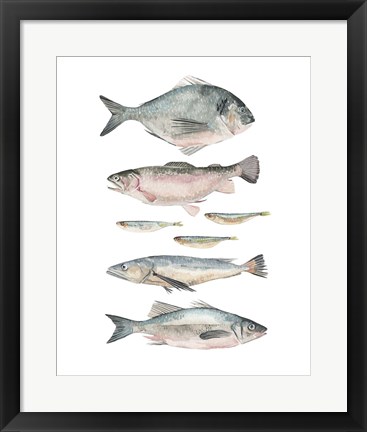 Framed Fish Composition II Print