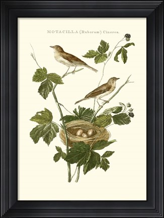 Framed Nozeman White Throat Blackberry Print