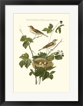 Framed Nozeman White Throat Blackberry Print