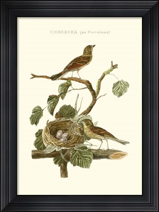 Framed Nozeman Common Teal Nest Print