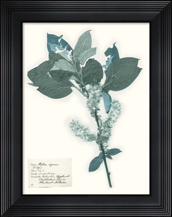 Framed Pressed Flowers in Spa I Print