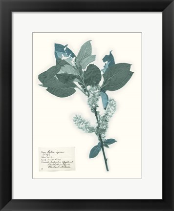 Framed Pressed Flowers in Spa I Print