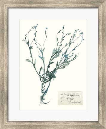Framed Pressed Flowers in Spa II Print