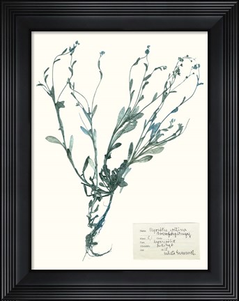 Framed Pressed Flowers in Spa II Print
