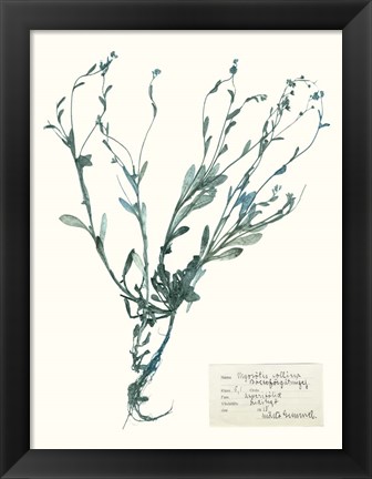 Framed Pressed Flowers in Spa II Print