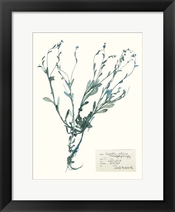 Framed Pressed Flowers in Spa II Print