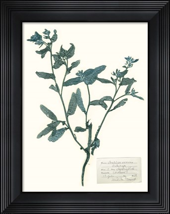 Framed Pressed Flowers in Spa III Print