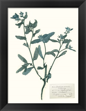 Framed Pressed Flowers in Spa III Print